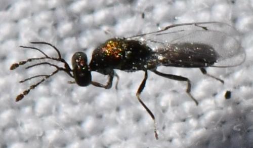 Dicladocerus sp.